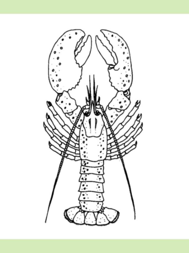 tranh tô màu con tôm (14)