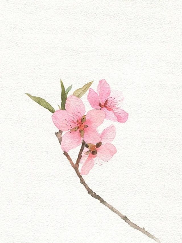 tranh vẽ hoa đào 27