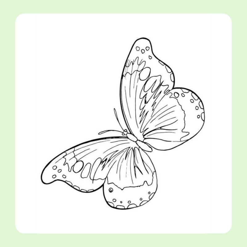 tô màu con bướm 7