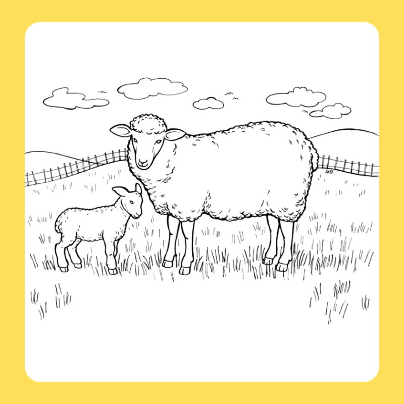 tô màu con cừu (7)