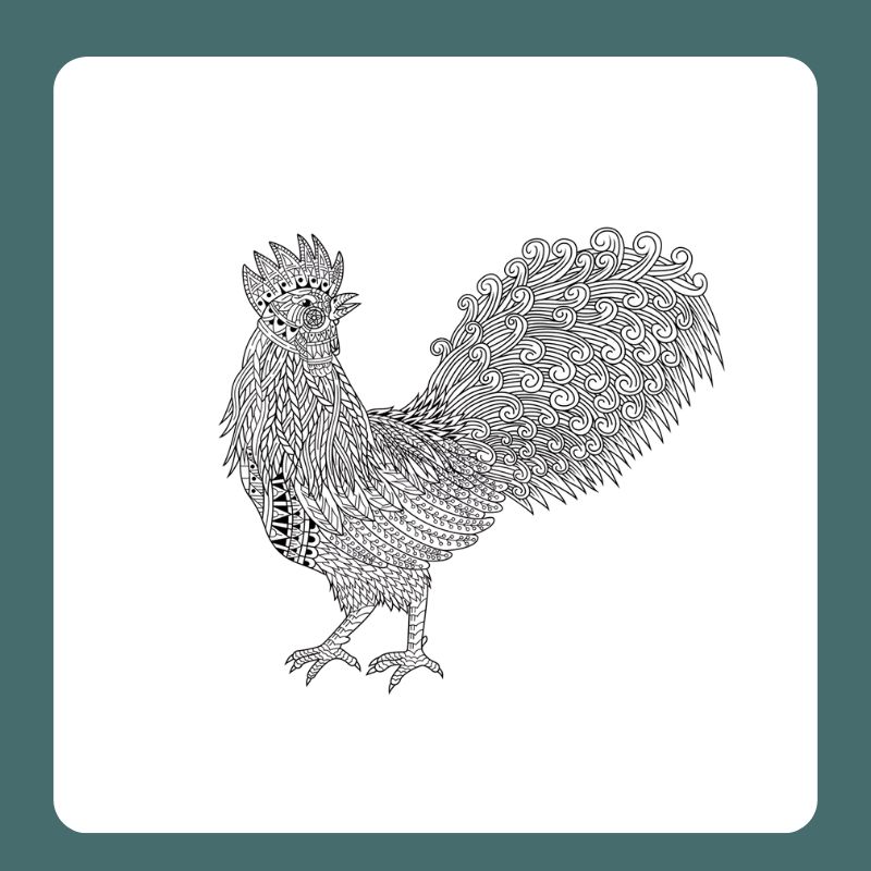 tô màu con gà trống (10)