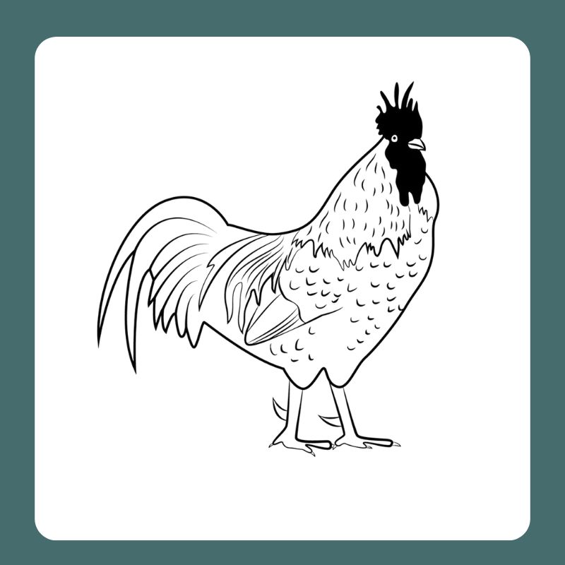 tô màu con gà trống (12)