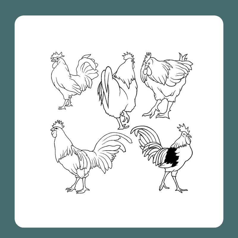 tô màu con gà trống (20)