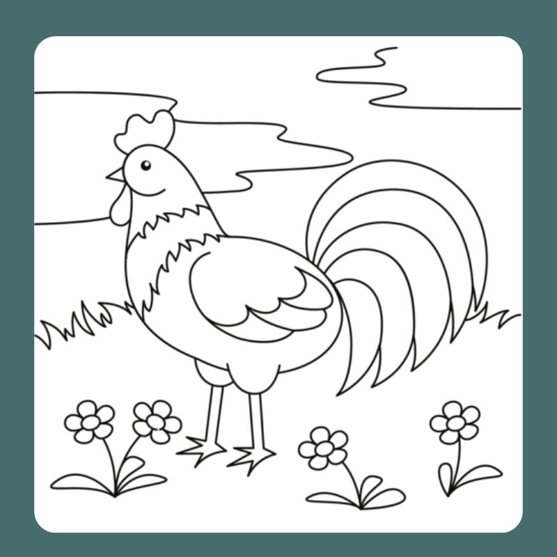 tô màu con gà trống (22)