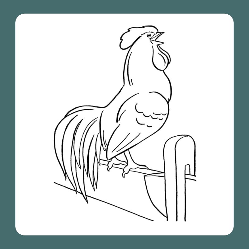 tô màu con gà trống (24)