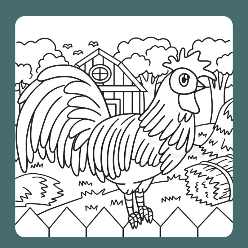 tô màu con gà trống (5)