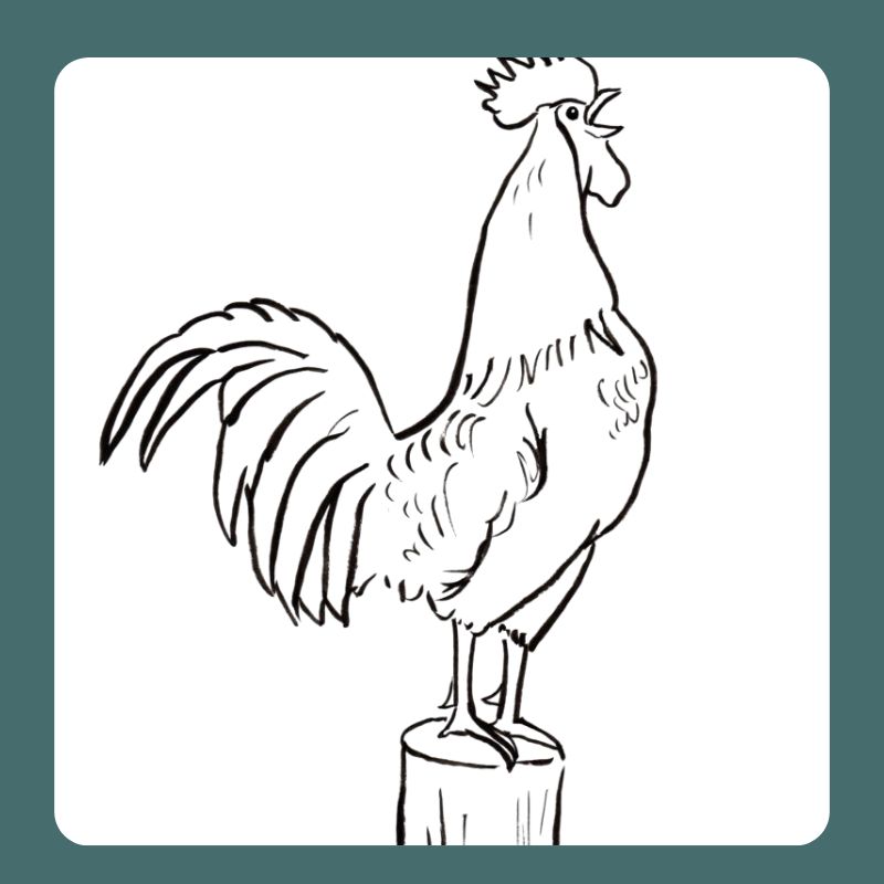 tô màu con gà trống (6)