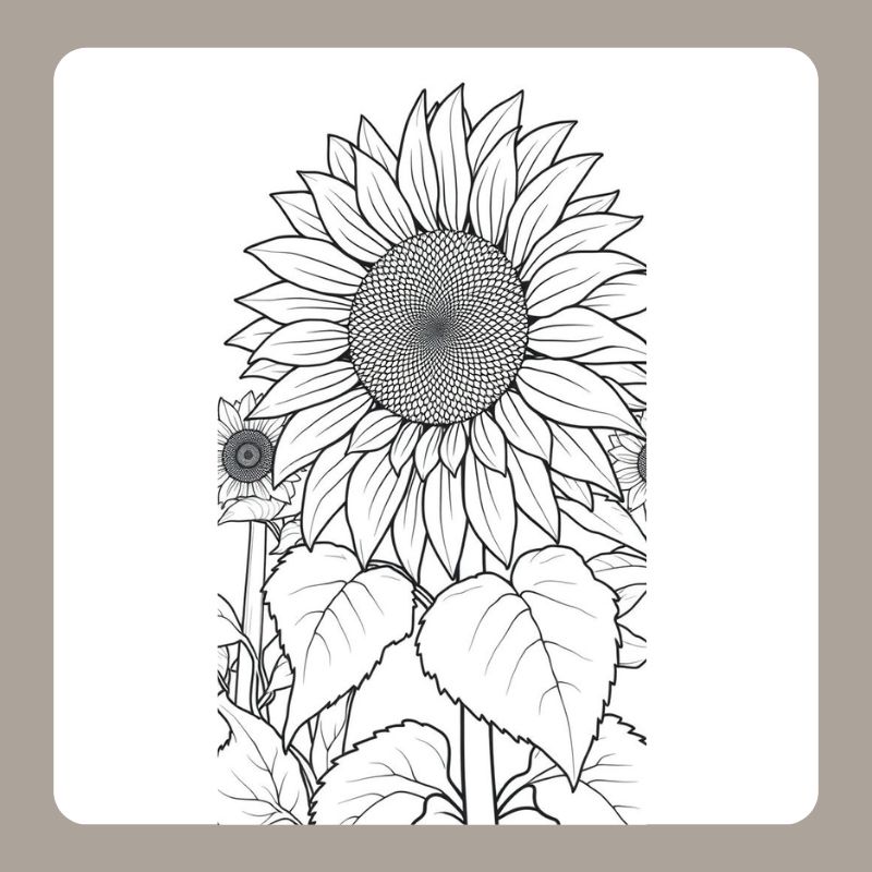 tô màu hoa hướng dương 14