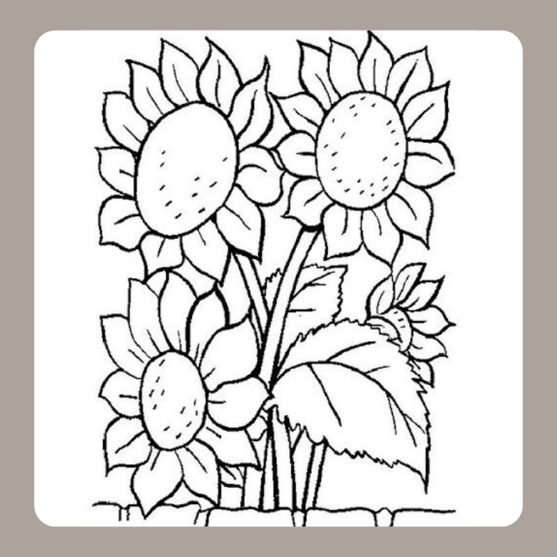 tô màu hoa hướng dương 20