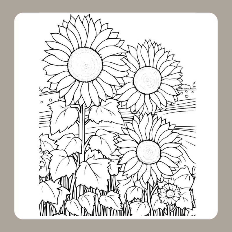 tô màu hoa hướng dương 22