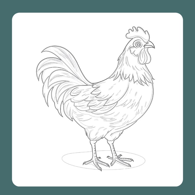 tranh tô màu con gà trống