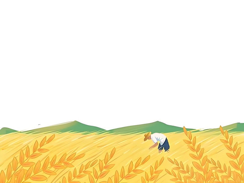 tranh vẽ cánh đồng lúa chín vàng