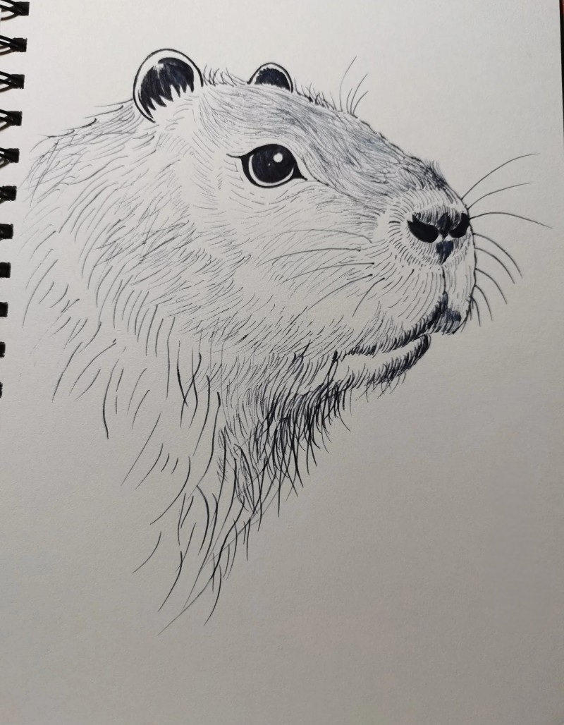 tranh vẽ capybara 36