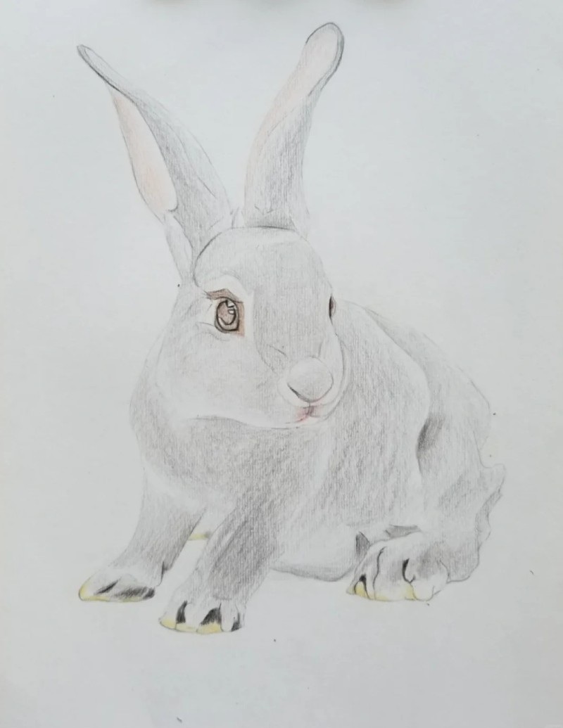 tranh vẽ con thỏ 29