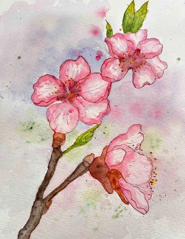 tranh vẽ hoa đào 20
