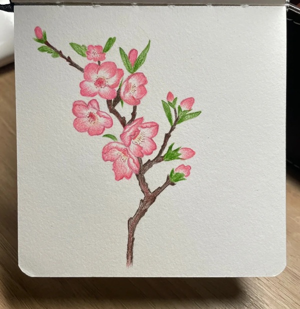 tranh vẽ hoa đào 22