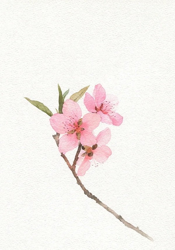 tranh vẽ hoa đào 27