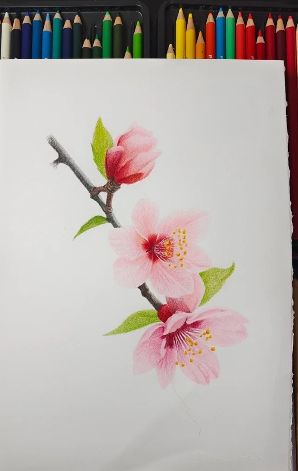 tranh vẽ hoa đào 9
