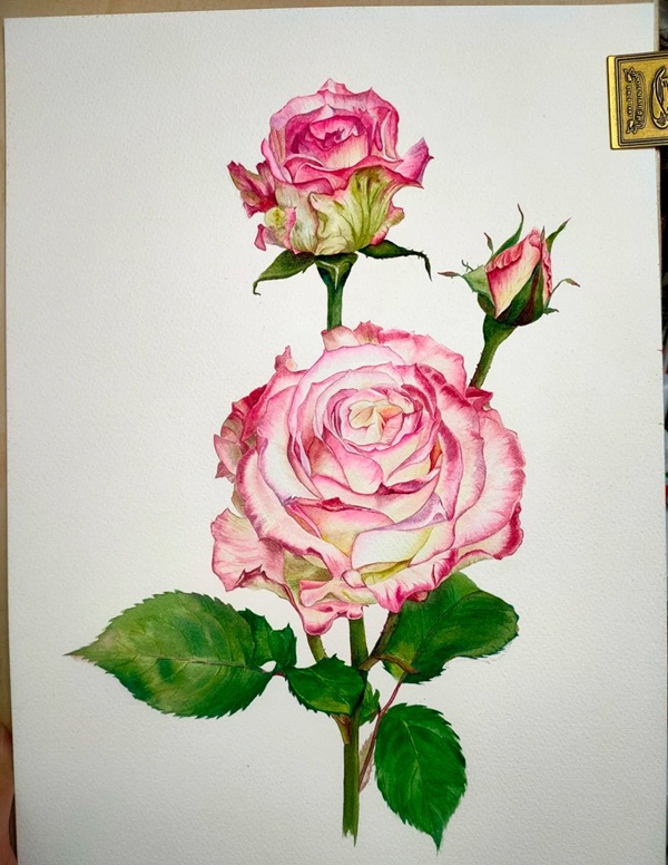 tranh vẽ hoa hồng 21