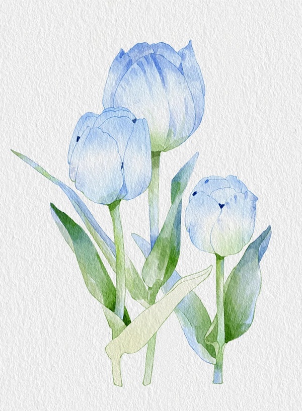 tranh vẽ hoa tulip 11