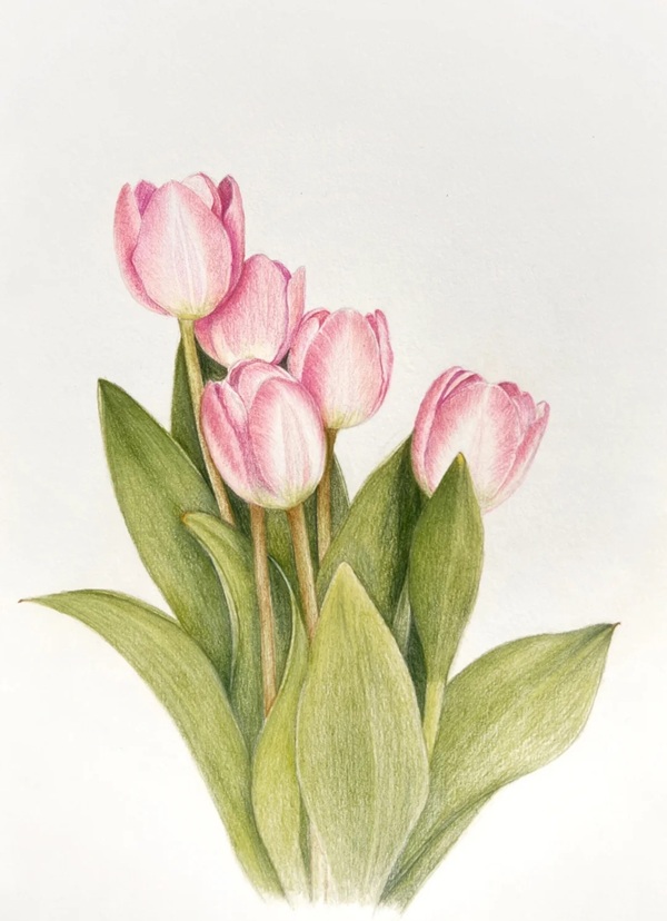 tranh vẽ hoa tulip 21
