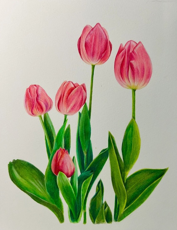 tranh vẽ hoa tulip 28