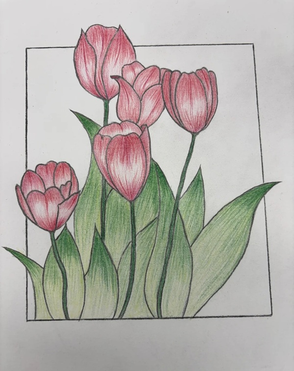 tranh vẽ hoa tulip 7
