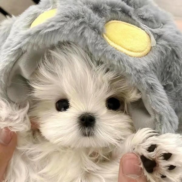 avatar chó cute (1)