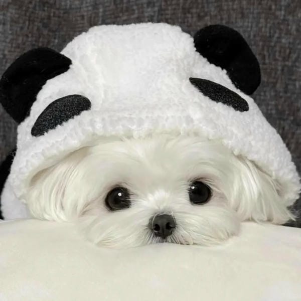 avatar chó cute (2)