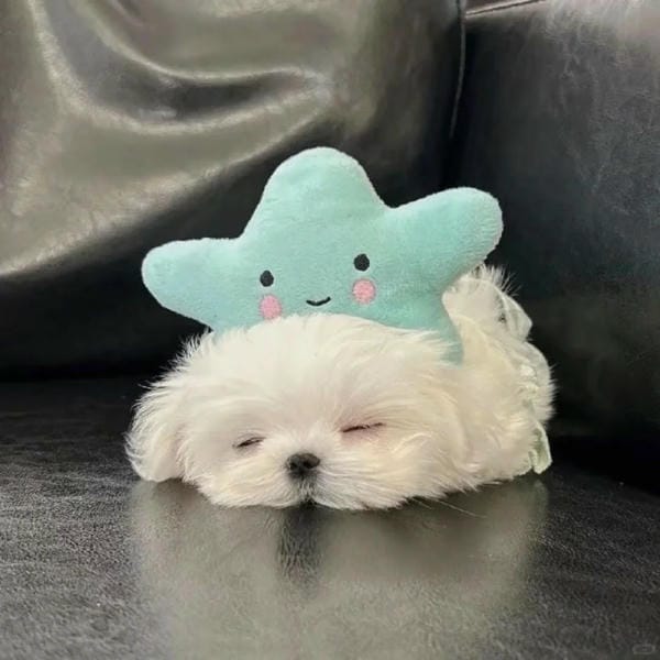 avatar chó cute (5)
