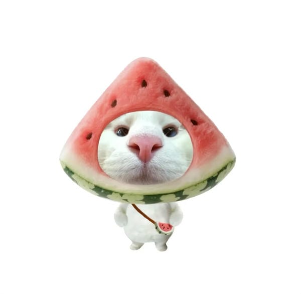 avatar mèo vô tri đeo kính avatar mèo vô tri đeo kính