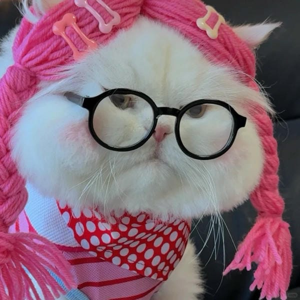 avatar mèo vô tri meme avatar mèo vô tri meme
