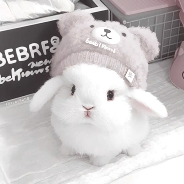 avatar thỏ cute (16)