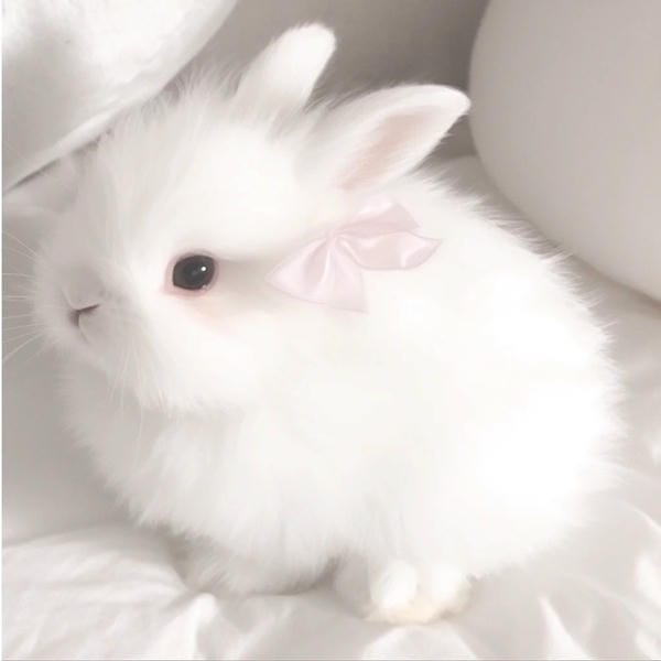 avatar thỏ cute (18)
