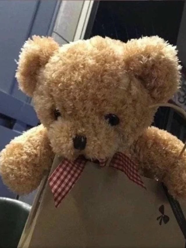 cropped avatar gau bong vo tri 11.jpg