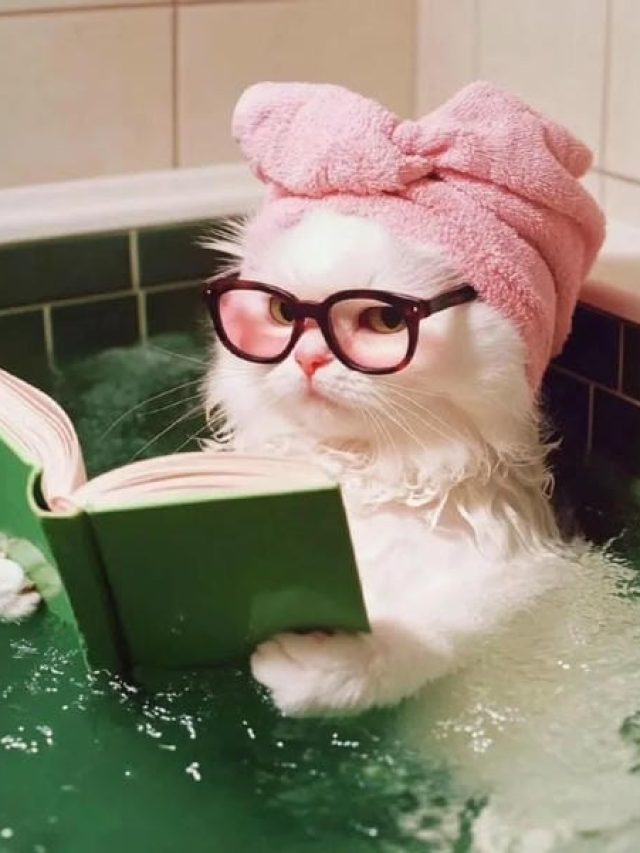 cropped avatar meo ngau 15.jpg