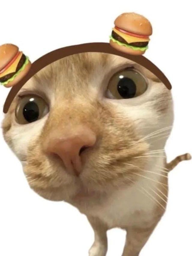 cropped avatar meo vo tri 18.jpg