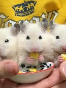 cropped-hinh-anh-chuot-hamster-hai-huoc-18.jpg