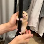 hình ảnh chuột hamster hài hước (19)