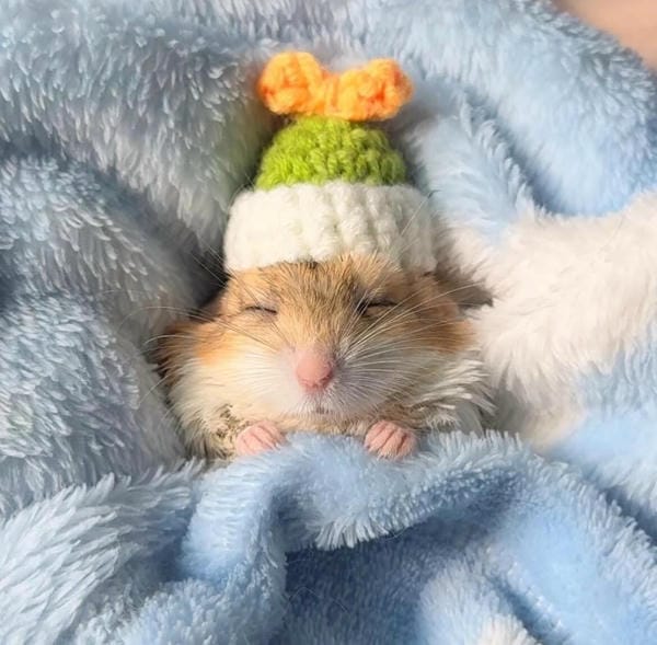 hình ảnh chuột hamster hài hước (2)