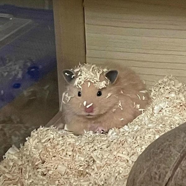 hình ảnh chuột hamster hài hước (24)