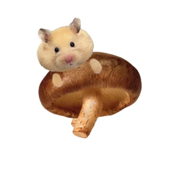 hình ảnh chuột hamster hài hước (29)