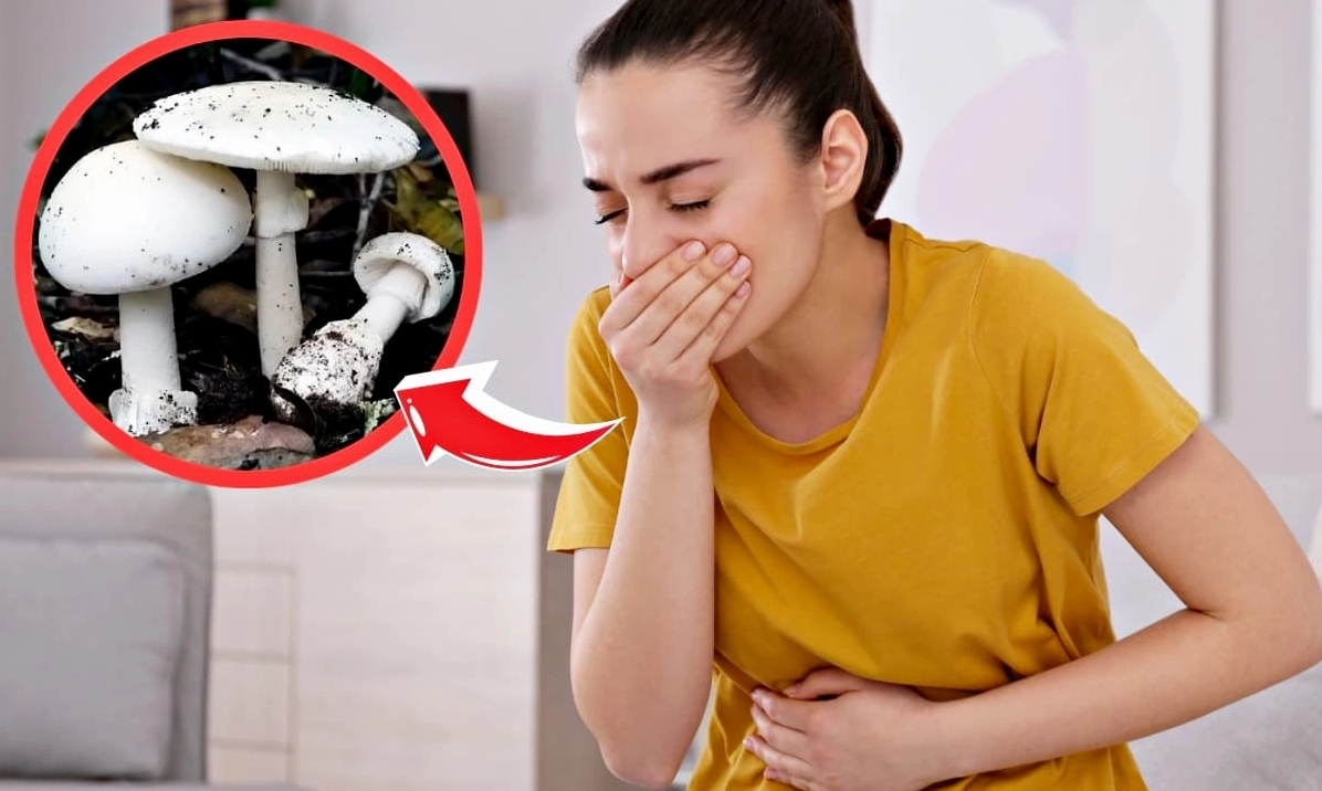 Cảnh báo những 'thực phẩm' chứa độc tố chết người không có thuốc giải, kể cả đun sôi tới 120 độ C vẫn không có tác dụng